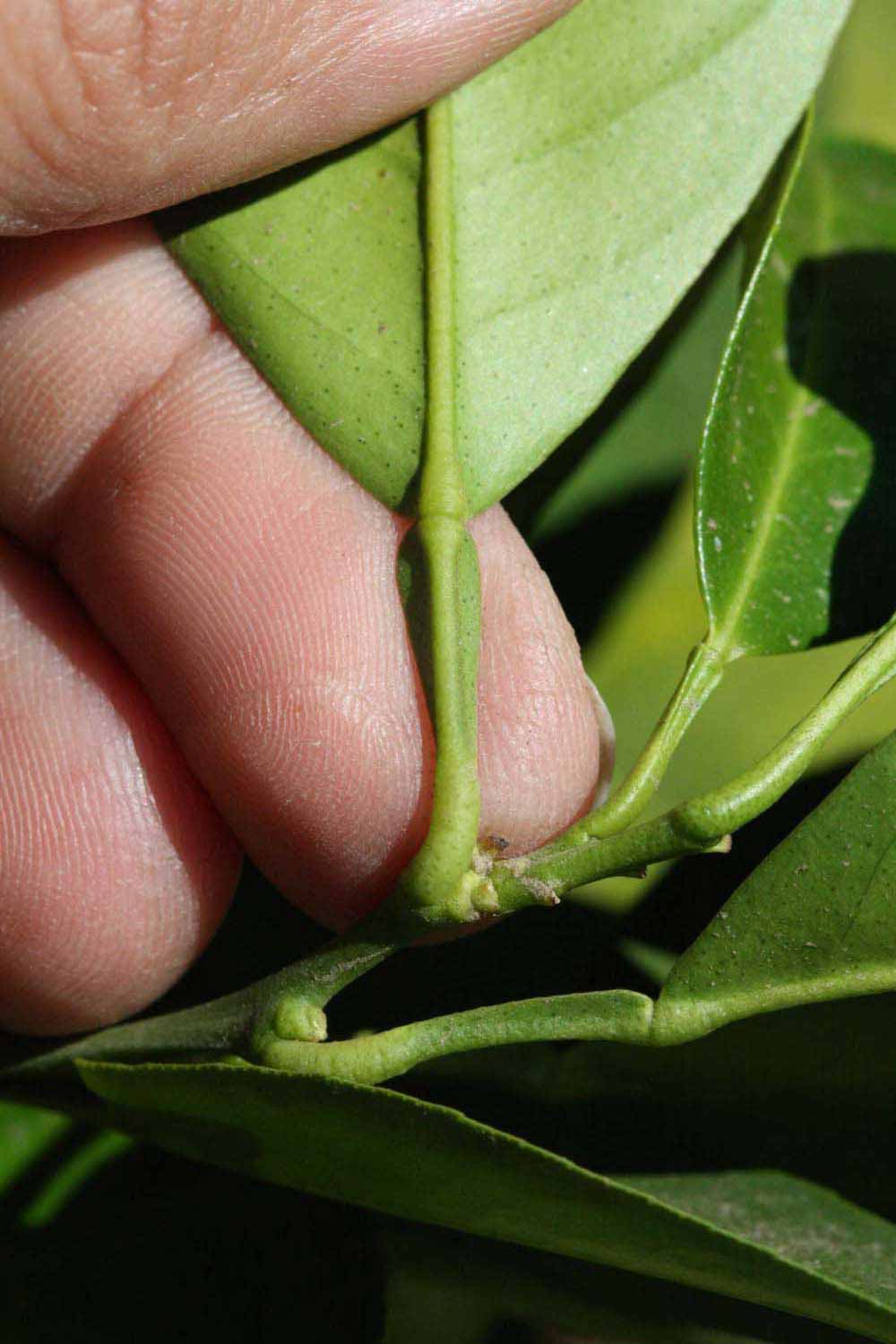              Petiole (Riverside, CA)       